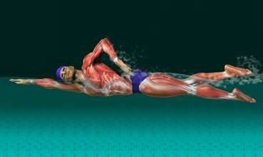 Κολύμβηση και γράμμωση: Ποιους μύες γυμνάζεις